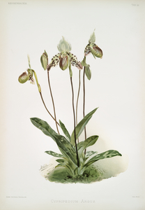Cypripedium argus from Reichenbachia Orchids 1888-1894 illustrated by Frederick Sander 1847-1920. 