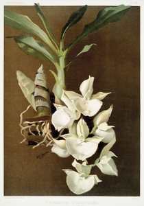 Catasetum bungerothii from Reichenbachia Orchids 1888-1894 illustrated by Frederick Sander 1847-1920. 