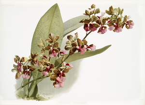 Oncidium lanceanum from Reichenbachia Orchids 1888-1894 illustrated by Frederick Sander 1847-1920. 