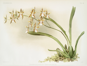 Odontoglossum sanderianum from Reichenbachia Orchids 1888-1894 illustrated by Frederick Sander 1847-1920. 