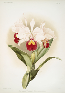 Cattleya trianaei schroederiana from Reichenbachia Orchids 1888-1894 illustrated by Frederick Sander 1847-1920. 