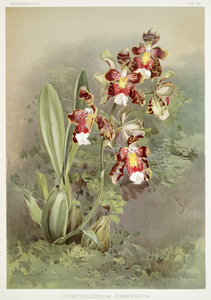 Odontoglossum harryanum from Reichenbachia Orchids 1888-1894 illustrated by Frederick Sander 1847-1920. 