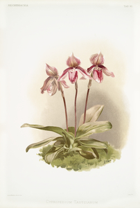 Cypripedium tautzianum from Reichenbachia Orchids 1888-1894 illustrated by Frederick Sander 1847-1920. 