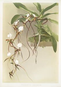 Angræcum caudatum from Reichenbachia Orchids 1888-1894 illustrated by Frederick Sander 1847-1920. 