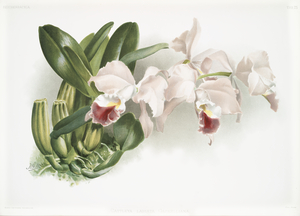Cypripedium lemoinierianum from Reichenbachia Orchids 1888-1894 illustrated by Frederick Sander 1847-1920. 