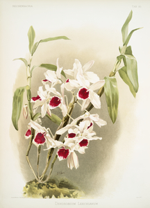 Dendrobium leechianum from Reichenbachia Orchids 1888-1894 illustrated by Frederick Sander 1847-1920. 