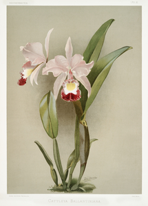 Cattleya victoria regina from Reichenbachia Orchids 1888-1894 illustrated by Frederick Sander 1847-1920. 