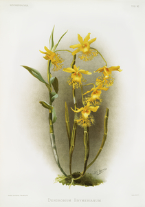 Dendrobium brymerianum from Reichenbachia Orchids 1888-1894 illustrated by Frederick Sander 1847-1920. 