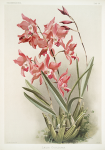 Lælia gouldiana from Reichenbachia Orchids 1888-1894 illustrated by Frederick Sander 1847-1920. 