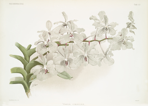 Vanda ccerulea from Reichenbachia Orchids 1888-1894 illustrated by Frederick Sander 1847-1920. 