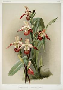 Cypripedium lemoinierianum from Reichenbachia Orchids 1888-1894 illustrated by Frederick Sander 1847-1920. 