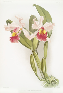 Cattleya warscewiczii from Reichenbachia Orchids 1888-1894 illustrated by Frederick Sander 1847-1920. 