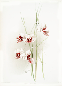 Vanda hookeriana from Reichenbachia Orchids 1888-1894 illustrated by Frederick Sander 1847-1920. 