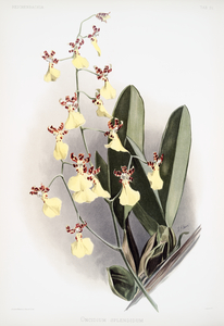 Oncidium splendidum from Reichenbachia Orchids 1888-1894 illustrated by Frederick Sander 1847-1920. 