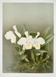 Cattleya trianæ alba from Reichenbachia Orchids 1888-1894 illustrated by Frederick Sander 1847-1920. 