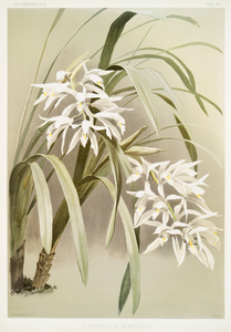 Cymbidium mastersi from Reichenbachia Orchids 1888-1894 illustrated by Frederick Sander 1847-1920. 
