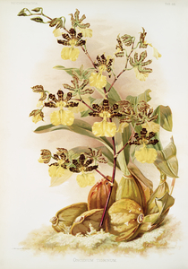 Oncidium tigrinum from Reichenbachia Orchids 1888-1894 illustrated by Frederick Sander 1847-1920. 