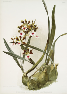 Rands Encyclia Epidendrum atro-purpureum var randianum from Reichenbachia Orchids 1888-1894 illustrated by Frederick Sander 1847-1920. 