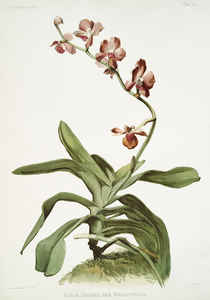 Marriott&39s Phalaenopsis Vanda parishii var marriottiana from Reichenbachia Orchids 1888-1894 illustrated by Frederick Sander 1847-1920. 