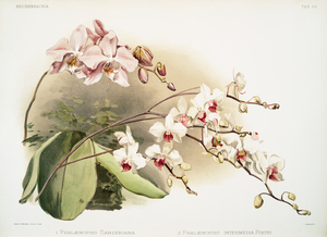 Phalænopsis sanderiana Phalænopsis intermedia portei from Reichenbachia Orchids 1888-1894 illustrated by Frederick Sander 1847-1920. 