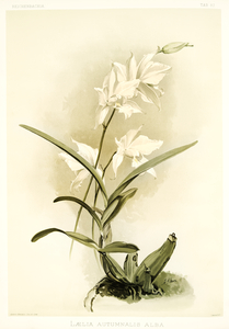Lælia autumnalis alba from Reichenbachia Orchids 1888-1894 illustrated by Frederick Sander 1847-1920. 