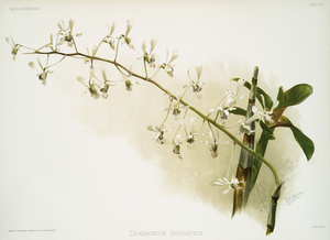 Morobe Shower Dendrobium imperatrix from Reichenbachia Orchids 1888-1894 illustrated by Frederick Sander 1847-1920. 