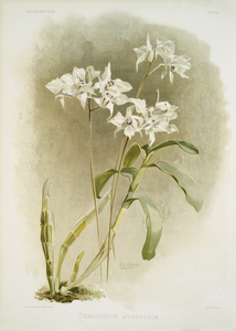 Dendrobium Johnsoniæ from Reichenbachia Orchids 1888-1894 illustrated by Frederick Sander 1847-1920. 