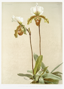 Cypripedium leeanum var giganteum from Reichenbachia Orchids 1888-1894 illustrated by Frederick Sander 1847-1920. 