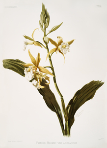 Phaius blumei var assamicus from Reichenbachia Orchids 1888-1894 illustrated by Frederick Sander 1847-1920. 