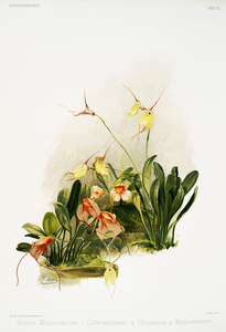 Hybrid masdevallias courtauldiana geleniana and measuresiana from Reichenbachia Orchids 1888-1894 illustrated by Frederick Sander 1847-1920. 