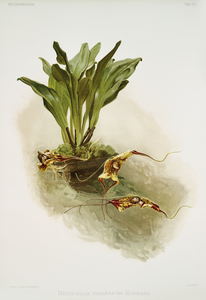 Masdevallia chimæra var mooreana from Reichenbachia Orchids 1888-1894 illustrated by Frederick Sander 1847-1920. 