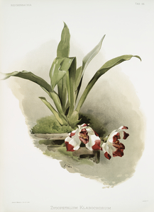 Zygopetalum klabochorum from Reichenbachia Orchids 1888-1894 illustrated by Frederick Sander 1847-1920. 