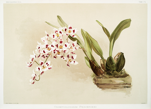Odontoglossum pescatorei from Reichenbachia Orchids 1888-1894 illustrated by Frederick Sander 1847-1920. 