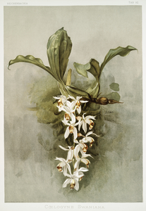 Swains Coelogyne Coelogyne swaniana from Reichenbachia Orchids 1888-1894 illustrated by Frederick Sander 1847-1920. 