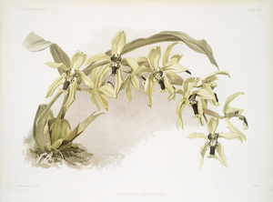 Coelogyne pandurata from Reichenbachia Orchids 1888-1894 illustrated by Frederick Sander 1847-1920. 