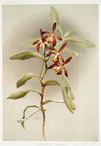 Arachnanthe clarkei from Reichenbachia Orchids 1888-1894 illustrated by Frederick Sander 1847-1920. 