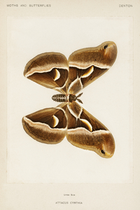 Ailanthus Silkmoth Attacus Cynthia from Moths and Butterflies of the United States 1900 by Sherman F. Denton 1856-1937. 