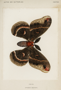 Cecropia Moth Attacus Cecropia from Moths and Butterflies of the United States 1900 by Sherman F. Denton 1856-1937. 