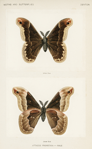 Promethea Silkmoth - Male Attacus Promethia from Moths and Butterflies of the United States 1900 by Sherman F. Denton 1856-1937. 