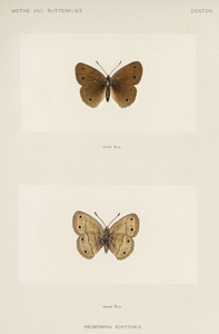 Wood Satyrus Neonympha Eurythris from Moths and butterflies of the United States 1900 by Sherman F. Denton 1856-1937. 