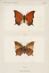 Tropical Leafwing Paphia Troglodyta from Moths and butterflies of the United States 1900 by Sherman F. Denton 1856-1937. 