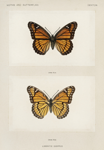 Viceroy Limenitis Disippus from Moths and butterflies of the United States 1900 by Sherman F. Denton 1856-1937. 