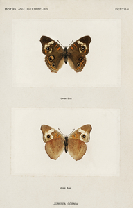 Buckeye Junonia Coenia from Moths and butterflies of the United States 1900 by Sherman F. Denton 1856-1937. 