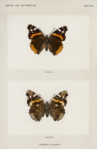 Red Admiral Pyrameis Atalanta from Moths and butterflies of the United States 1900 by Sherman F. Denton 1856-1937. 