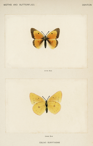 Orange Sulphur Colias Eurytheme from Moths and butterflies of the United States 1900 by Sherman F. Denton 1856-1937. 