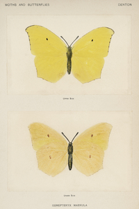 Angled Sulphur Gonepteryx Maerula from Moths and butterflies of the United States 1900 by Sherman F. Denton 1856-1937. 