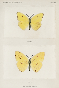 Cloudless Sulphur Callidryas Eubule from Moths and butterflies of the United States 1900 by Sherman F. Denton 1856-1937. 