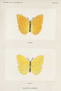 Orange Giant Sulphur Callidryas Agarithe from Moths and butterflies of the United States 1900 by Sherman F. Denton 1856-1937. 