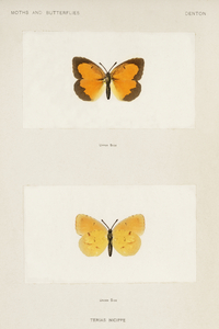 Sleepy Orange Terias Nicippe from Moths and butterflies of the United States 1900 by Sherman F. Denton 1856-1937. 