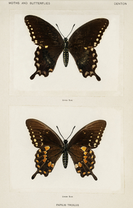Spicebush Swallowtail Papilio Troilus from Moths and butterflies of the United States 1900 by Sherman F. Denton 1856-1937. 